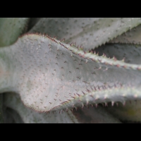 Aloe ferox (fam Liliacees) (Afr. du sud) (4)